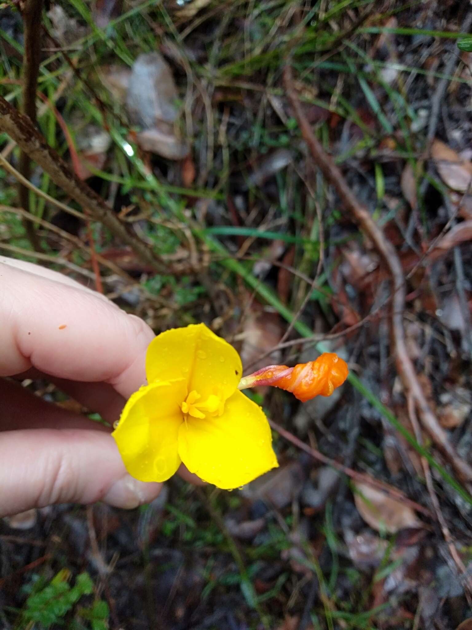 Image of Patersonia umbrosa Endl.