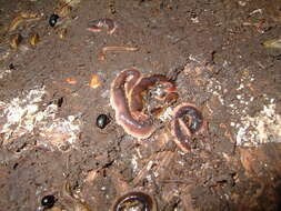 Image of New Zealand flatworm