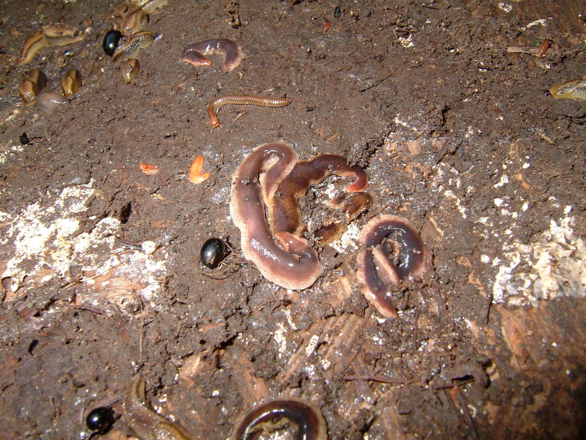 Image of New Zealand flatworm