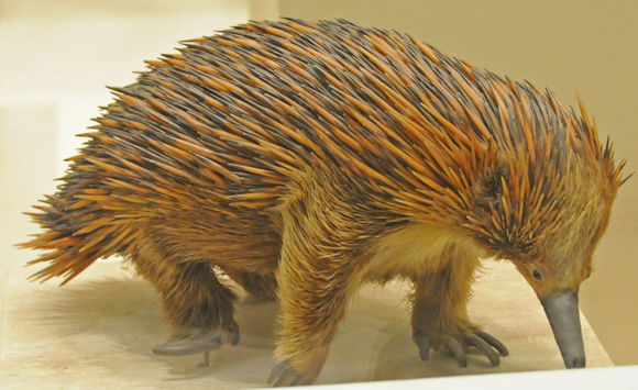 Image of Kangaroo Island Echidna
