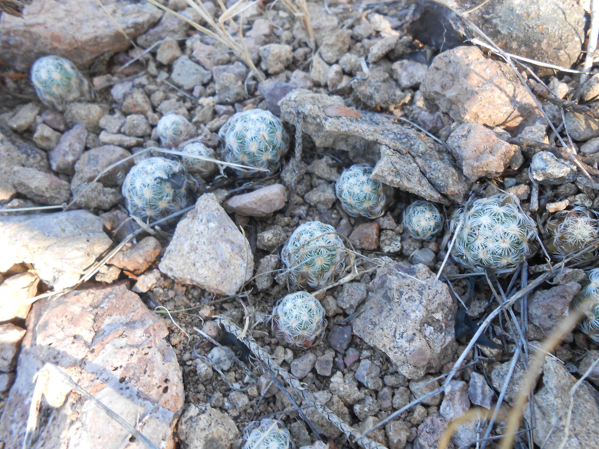 Image of Mammillaria saboae subsp. haudeana (A. B. Lau & K. Wagner) D. R. Hunt