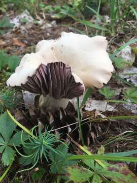 Image de Laccaria ochropurpurea (Berk.) Peck 1897