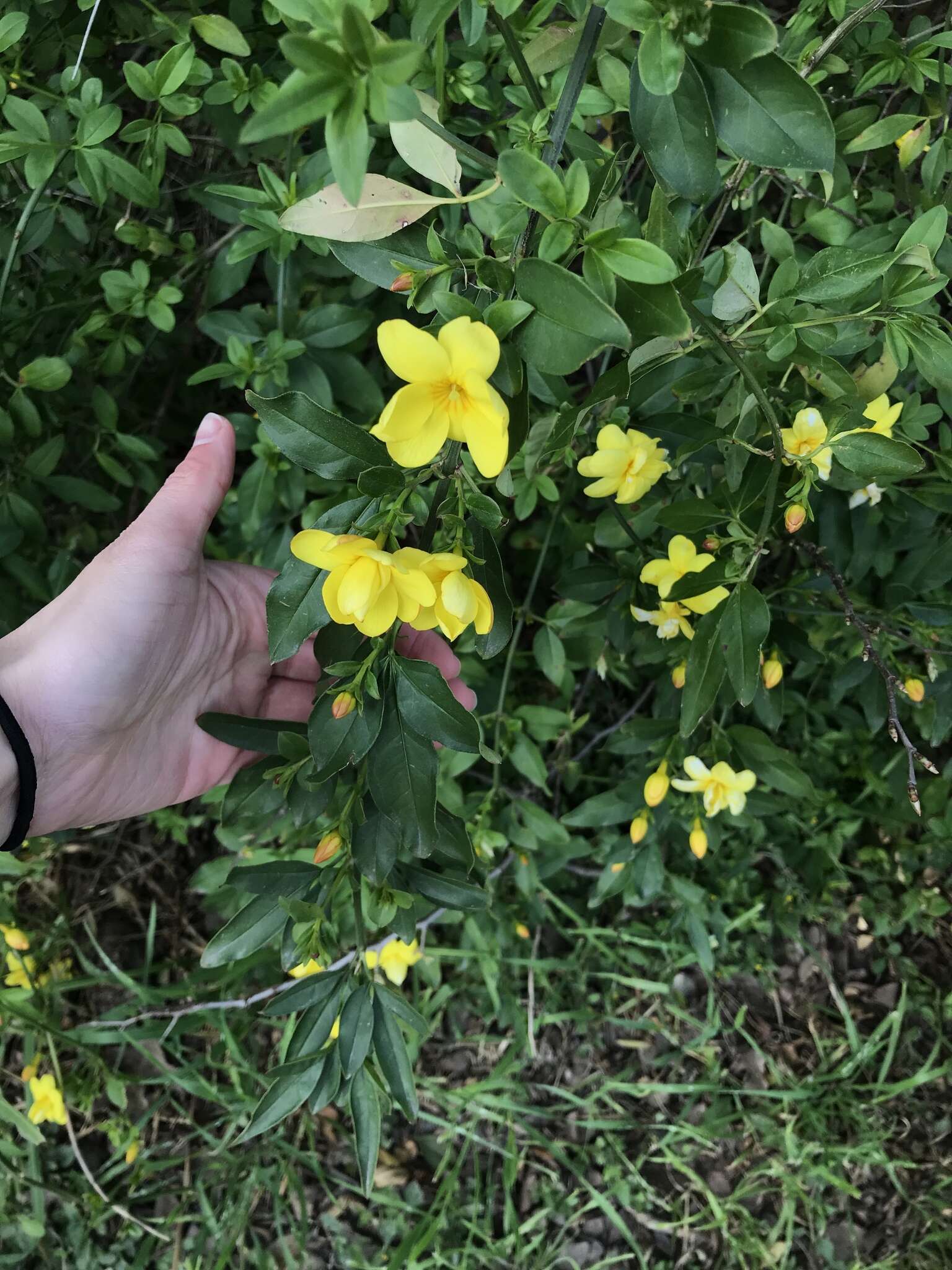 雲南黃馨的圖片