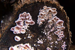 Image of Chondrostereum