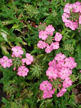 Image of mock vervain