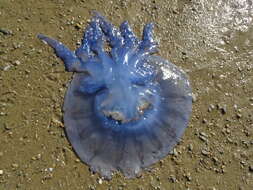 Image of barrel jellyfish