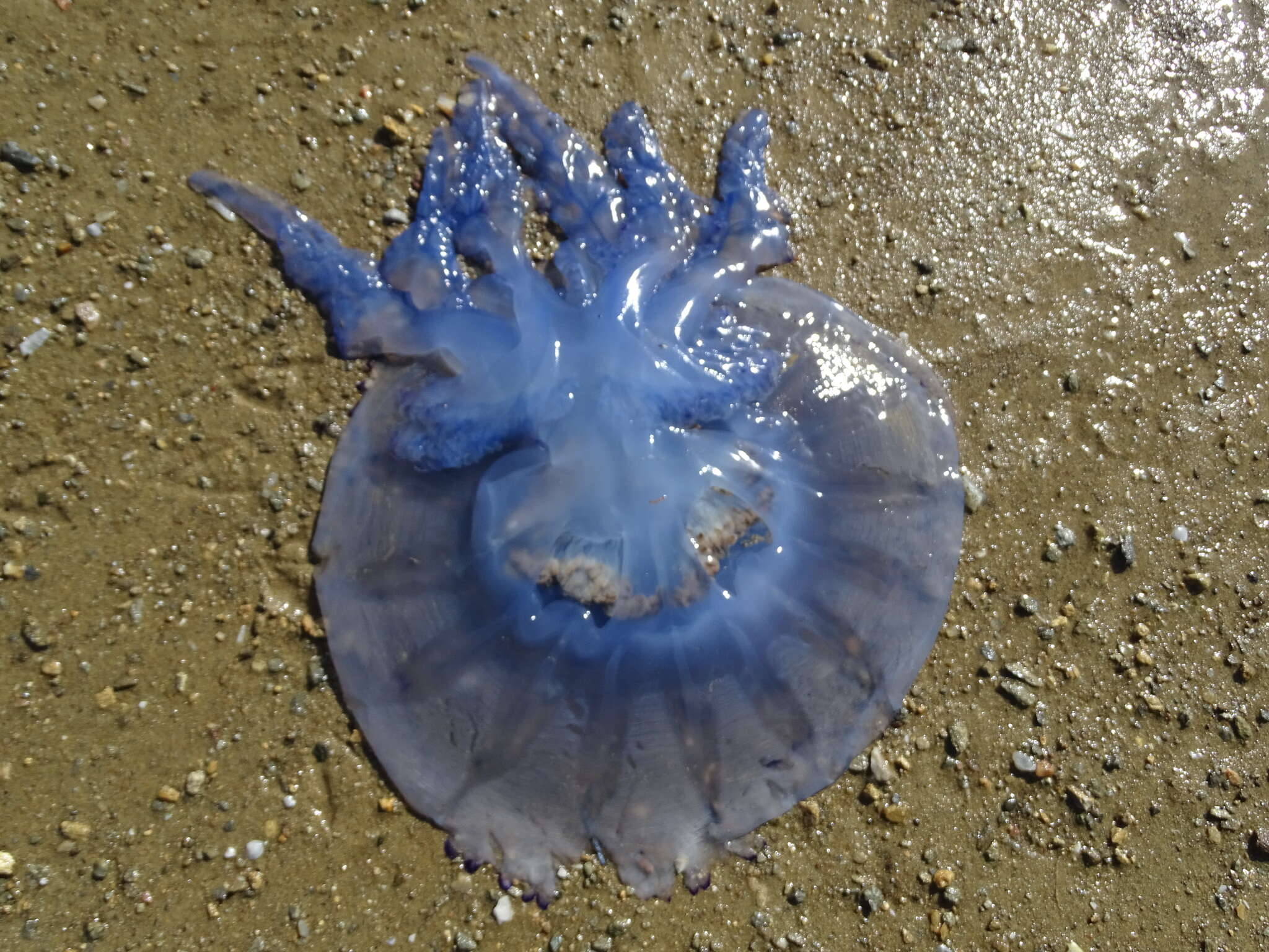 Image of barrel jellyfish