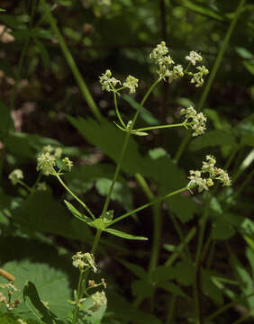 Imagem de Galium oreganum Britton