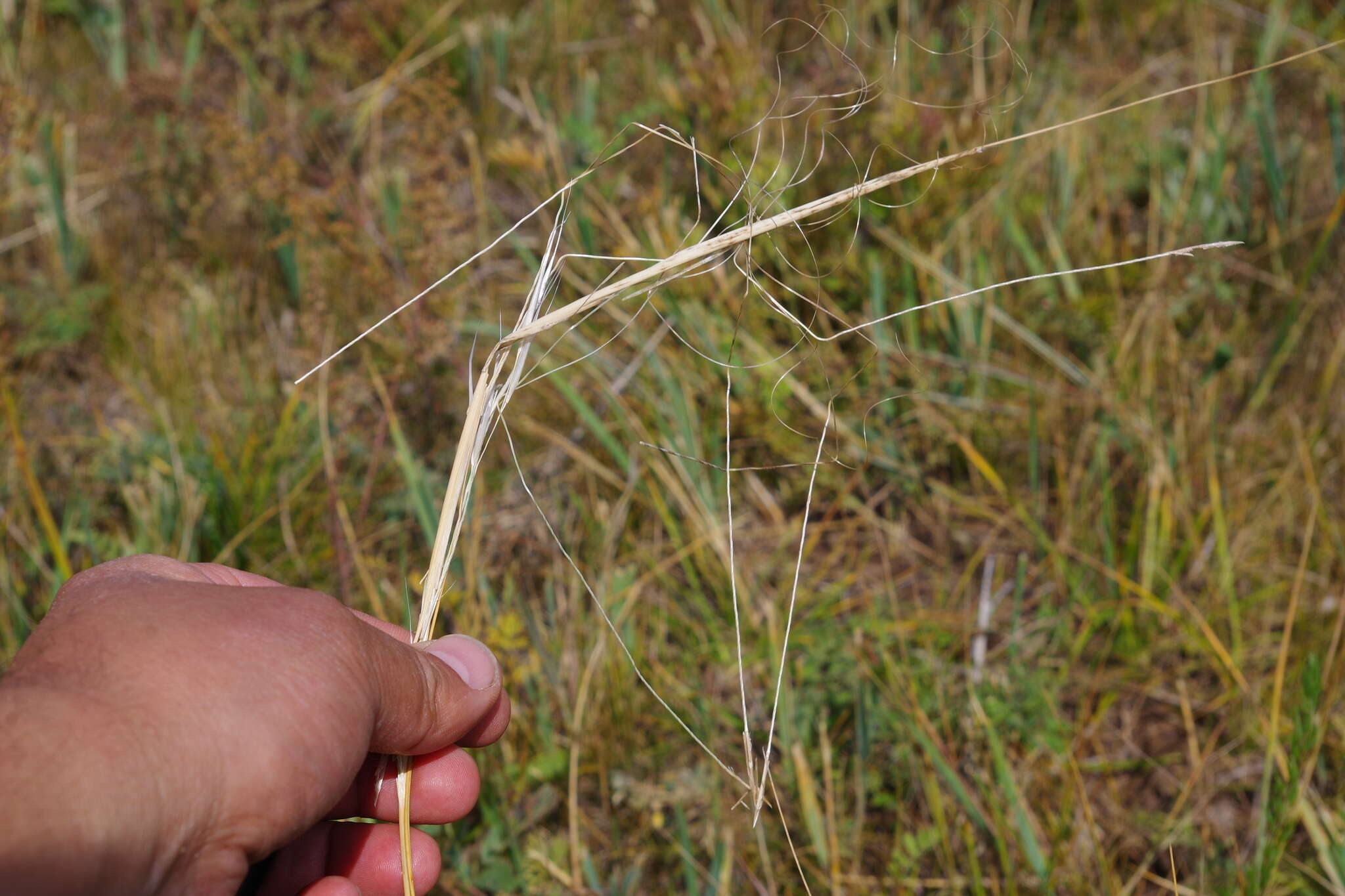 Sivun Stipa krylovii Roshev. kuva