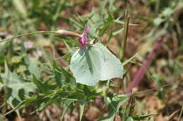 Image of Gonepteryx rhamni transiens Verity 1913