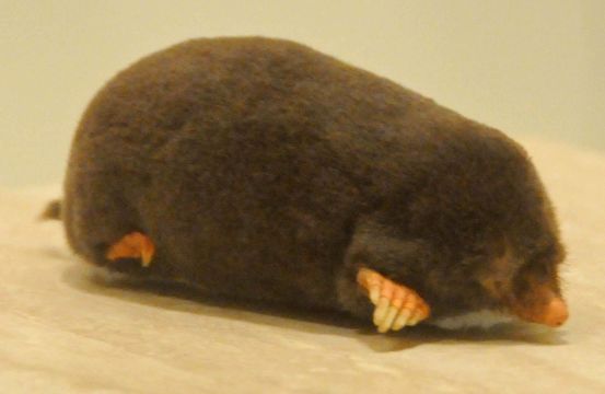 Image of Common Mole