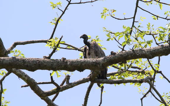 Image of Slender-billed Vulture