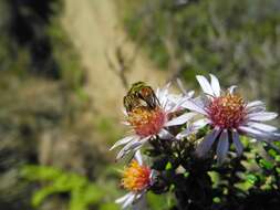 Image of Diplostephium hartwegii Hieron.