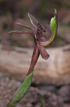 Image of Chiloglottis pescottiana R. S. Rogers