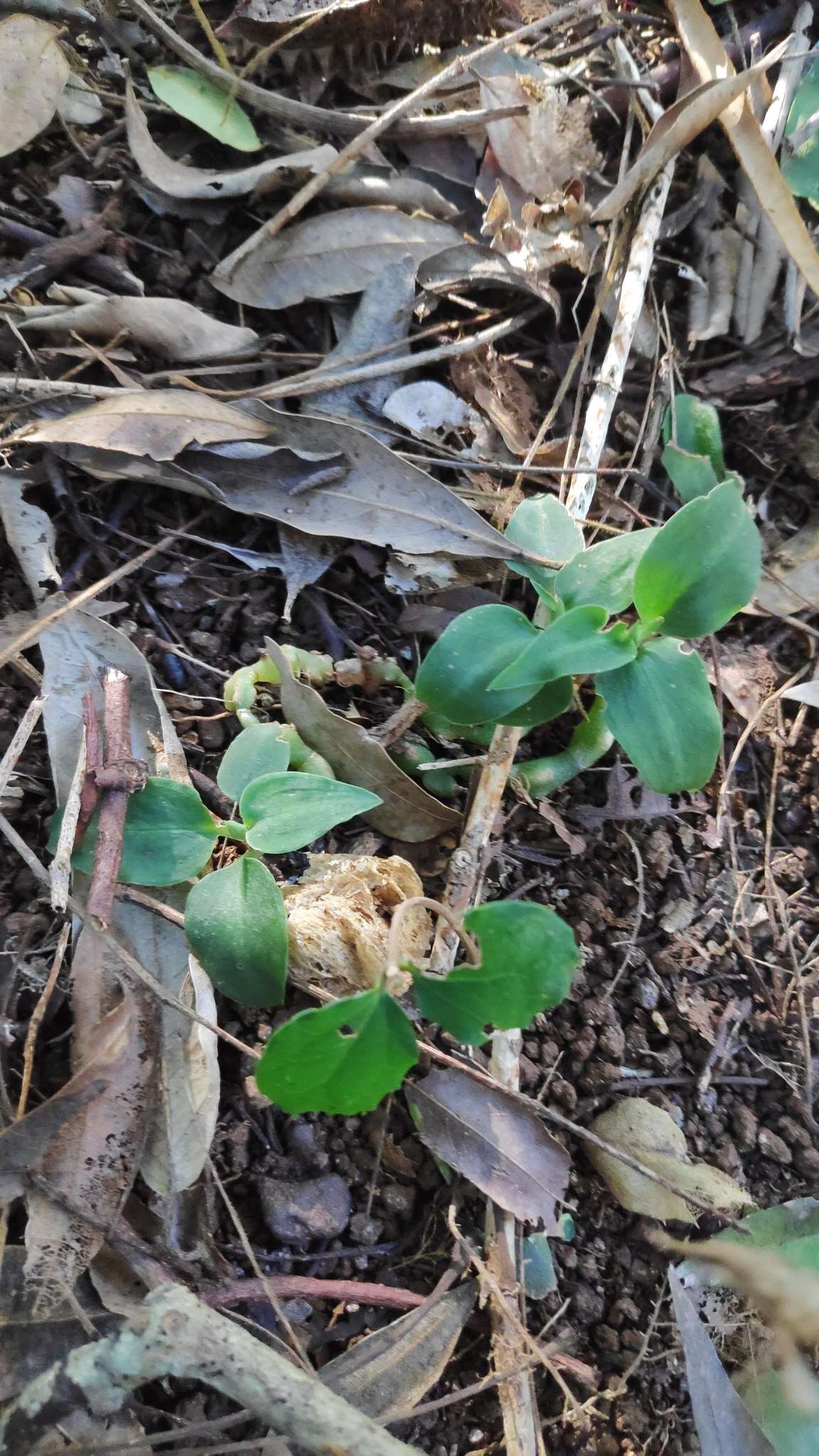 Image of Cheirostylis notialis D. L. Jones