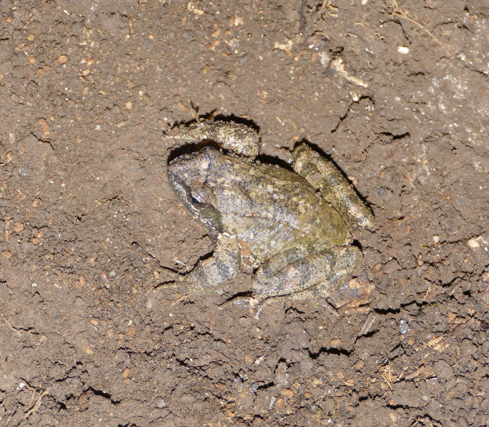 Image of Italian Stream Frog