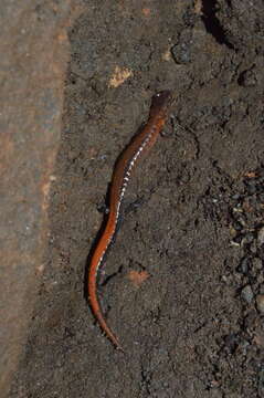 Image of Webster's Salamander