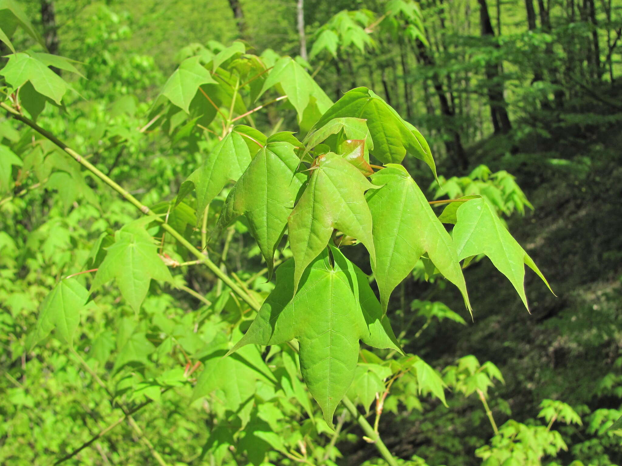 Plancia ëd Acer cappadocicum subsp. cappadocicum