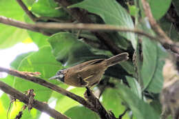 Image of Grey-throated Babbler