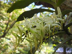 Image of Cyrtorchis praetermissa subsp. zuluensis (E. R. Harrison) H. P. Linder