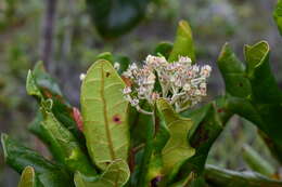 Image de Argophyllum grunowii Zahlbr.