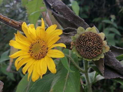 Image of Tithonia longiradiata (Bertol.) Blake