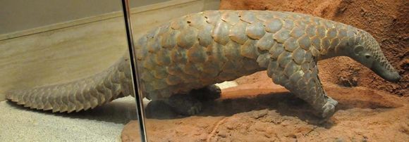 Image of Giant Ground Pangolin