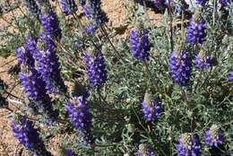 Image of crowded lupine