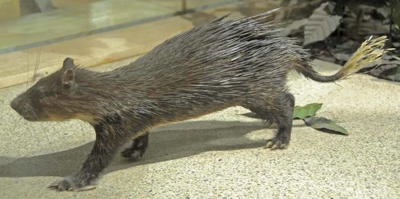 Image of African Brush-tailed Porcupine