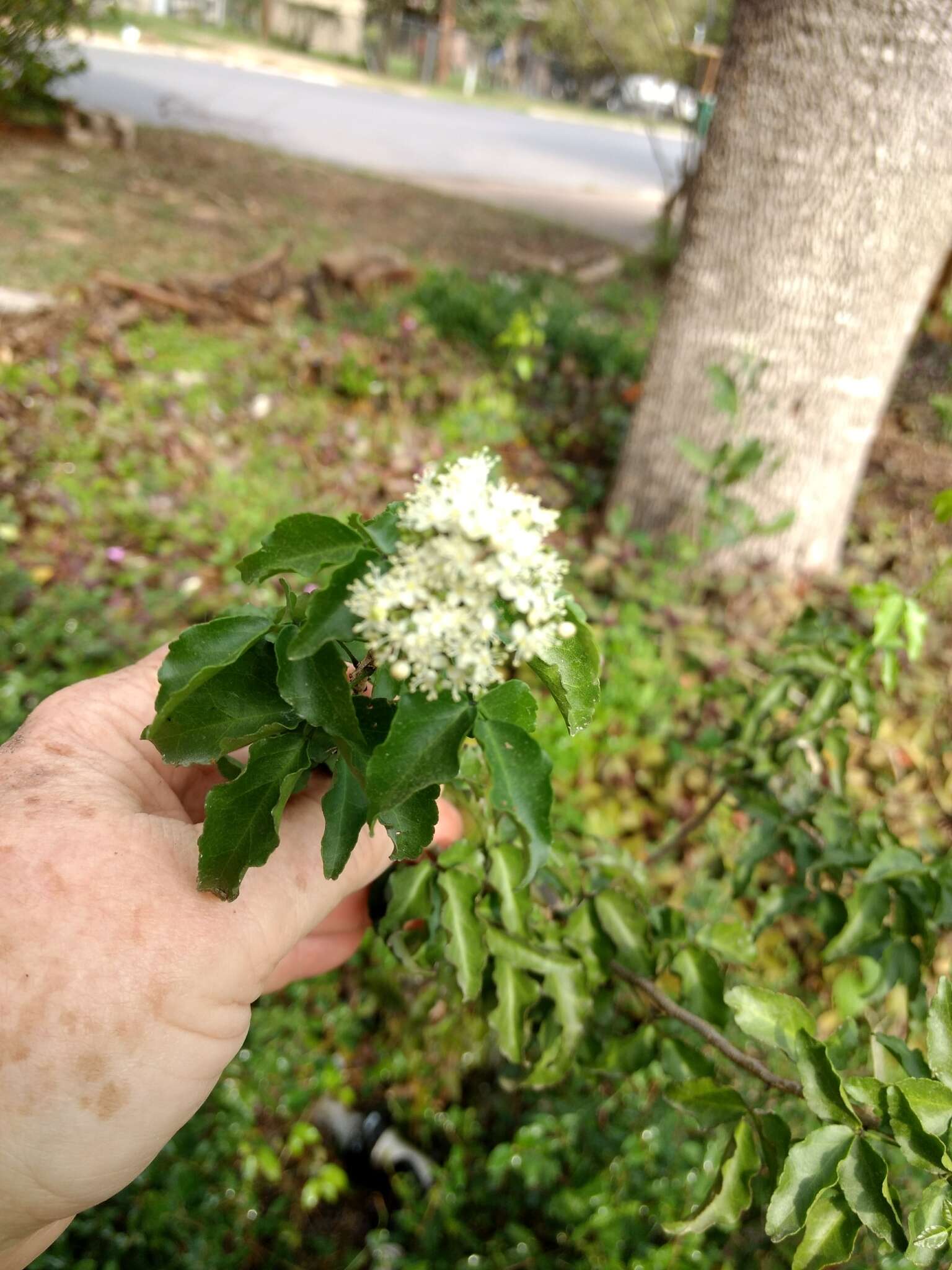 Image of Texas torchwood