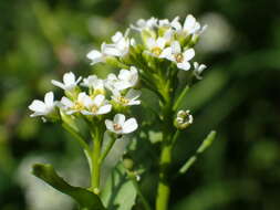 Image of white ballmustard