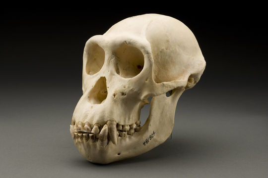 Image of western chimpanzee