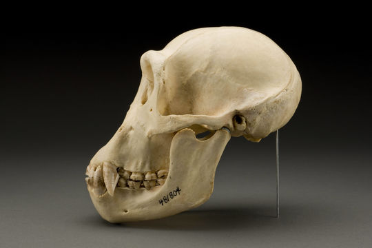 Image of western chimpanzee