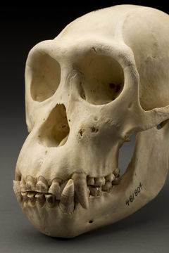 Image of western chimpanzee