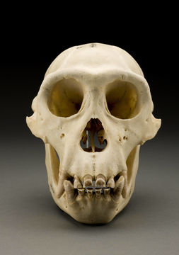 Image of western chimpanzee