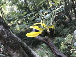 Image of roughleaf coneflower