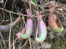 Image of Nepenthes albomarginata T. Lobb ex Lindl.