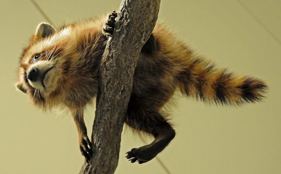 Image of Common Raccoon