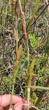 Carex hispida Willd. ex Schkuhr resmi