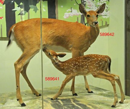 Image of White-tailed Deer