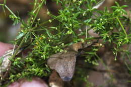 Image of Lamarck's bedstraw