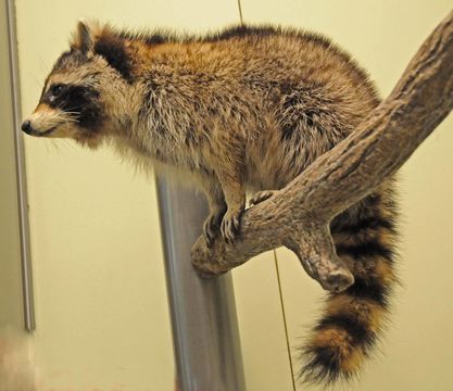 Image of Common Raccoon