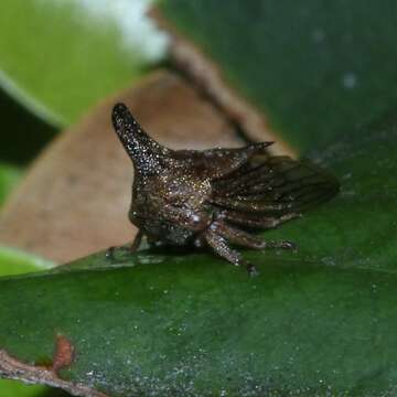 Image of Lantana Treehopper