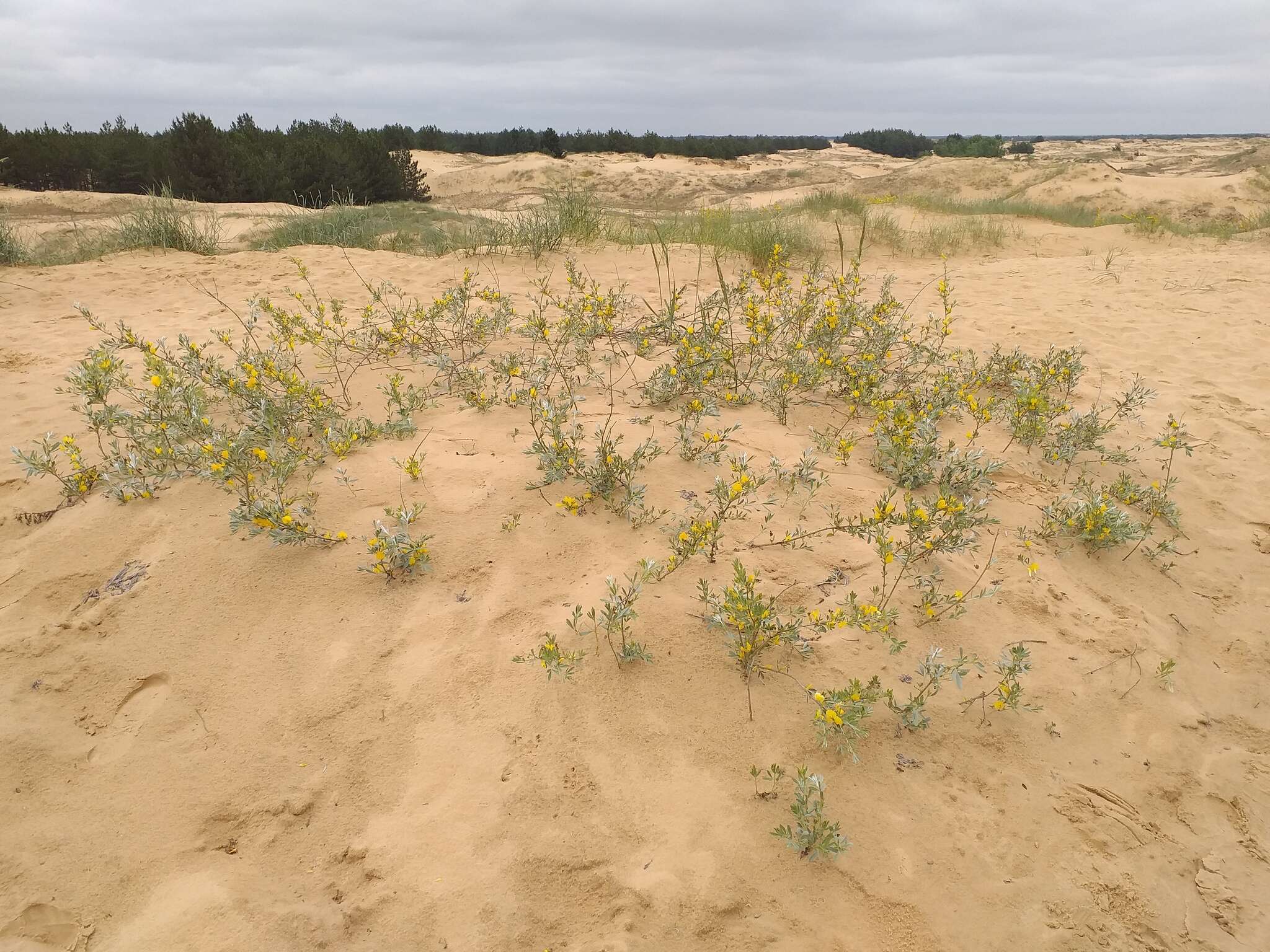 Image of Cytisus borysthenicus Gruner