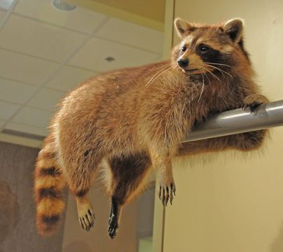 Image of Common Raccoon