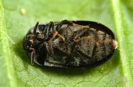 Attagenus pellio (Linnaeus 1758) resmi