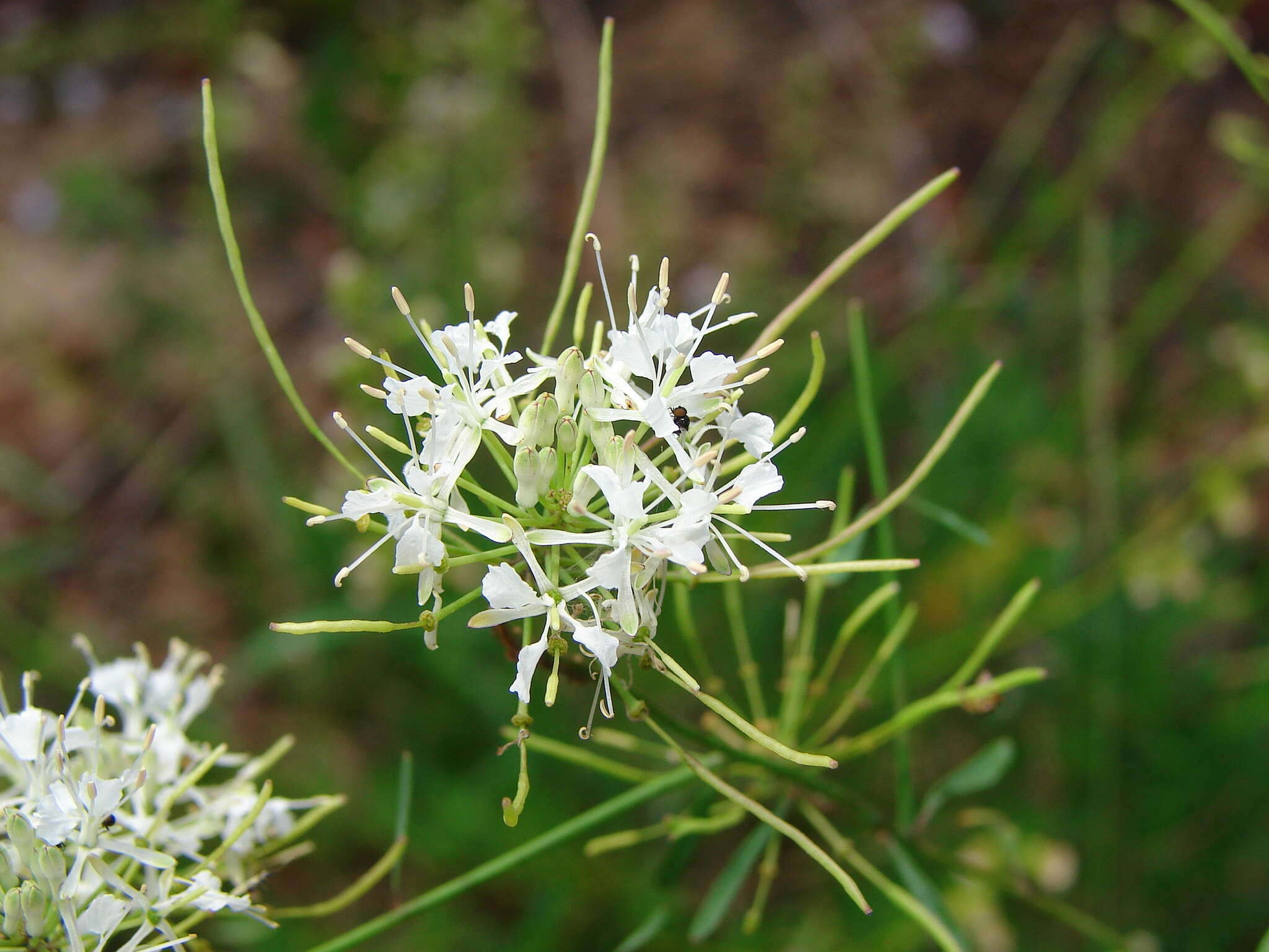 Image of Carter's mustard