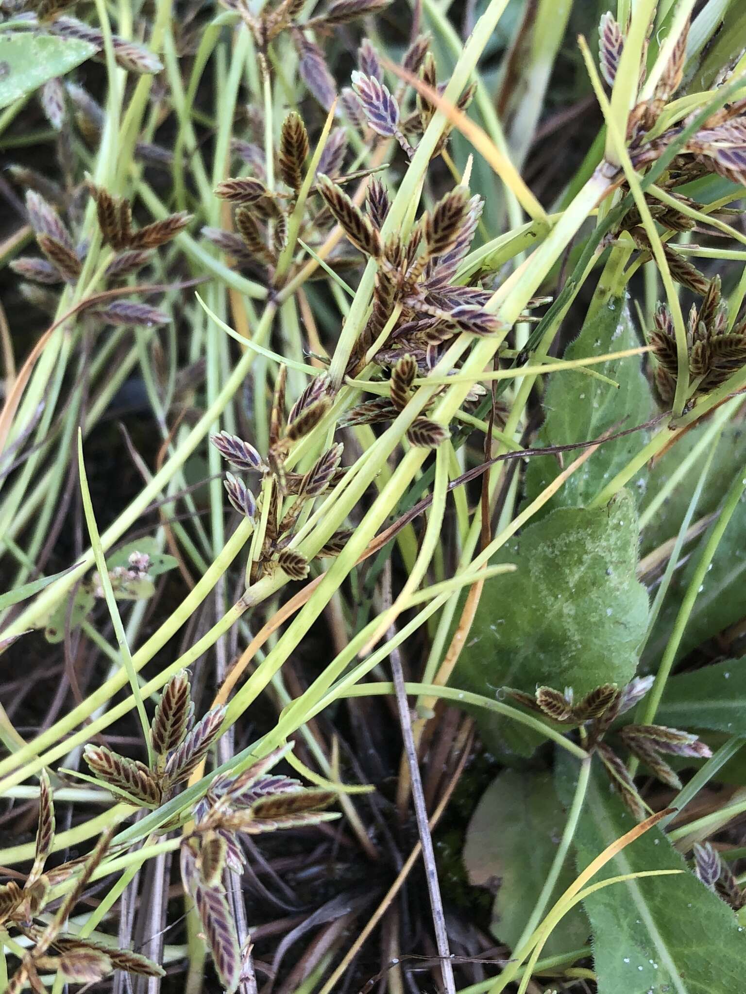 Image of slender flatsedge