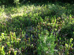 Image of California Pitcher Plant