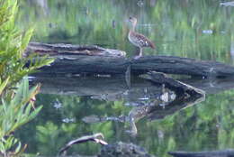 Image of Spotted Whistling Duck